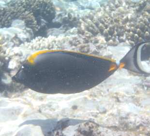 Unter-Wasser-Vielfalt