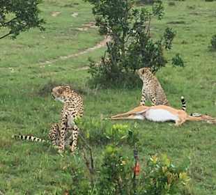 Geparde in Masai Mara