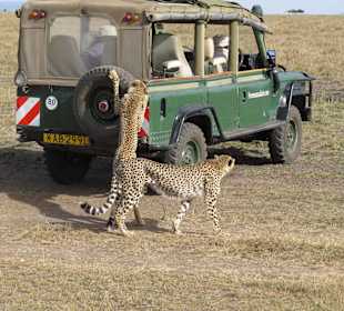 Nein, auf`s Auto dürfrn wir nicht