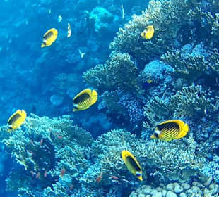 Eindrücke vom Schnorcheln am Hausriff