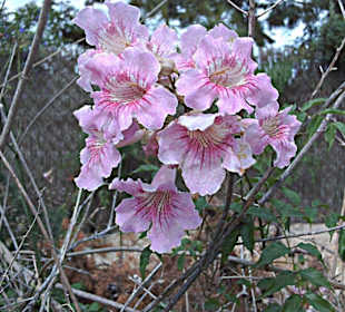 Selbst wildes Gestruepp