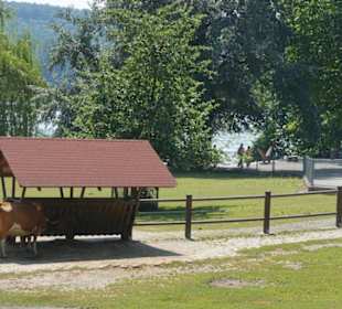 Mała hodowla na wyspie