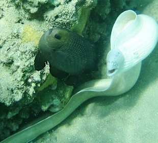 Schnorcheln Hurghada