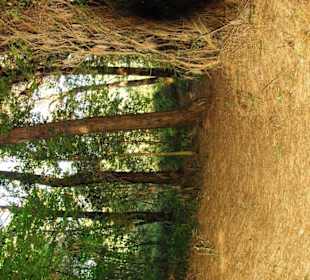 Naturreservat tief im Wald