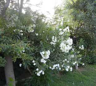 Strandpromenade Evrenseki