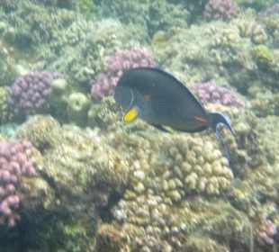 Unterwasserwelt am Hausriff