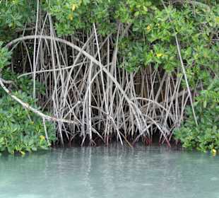 Mangroven