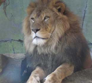 Leone