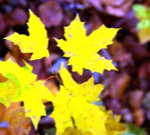 Der schöne Herbst in der Fränkischen