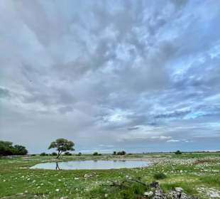 Wasserloch Etosha Park