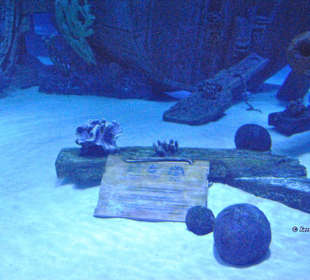 Schiffswrack II mit Kanonen