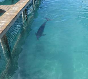 Eingesperrte Delphine!