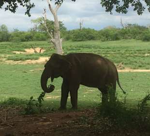 Elefanten in Udawalawe