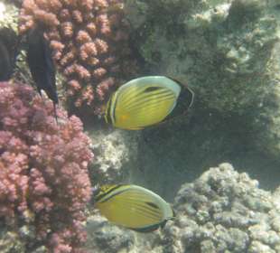 Poisson Papillon cotelé de Mer Rouge: Abu Dabbab