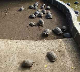 Kleine Schildkröten in der Anlage