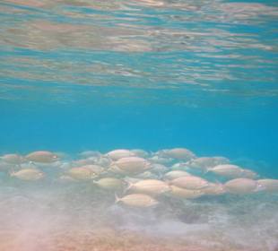 Schnorcheln Marsa Alam