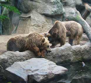 Мишки косолапые