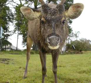 Horton Plains