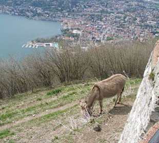 Blick auf Lugano und den See 