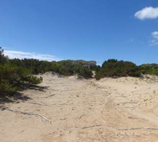 Wanderung durch die Dünen / Dunes de Son Real