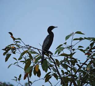 Kormoran