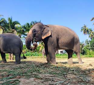 Elefantenreiten Ao Nang