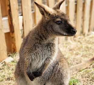 Kängurus vom Gut Ebnerbichl - wöchentlicher Besuch
