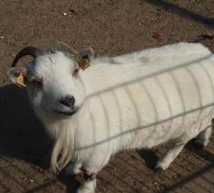 Ziege im Streichelzoo