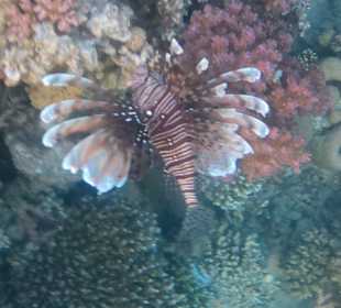 Schnorcheln Makadi Bay