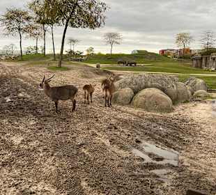 Wildlands Zoo in Emmen 