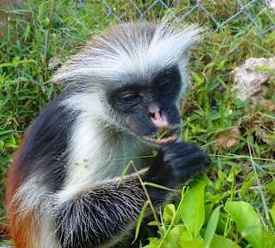 Tourguides Eddy Murphy