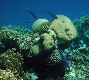 Fusiliere Aussenriff