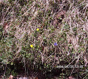Blumen am Wanderweg