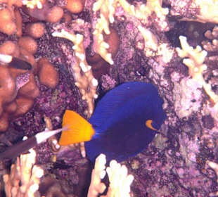 Fische im Hausriff Tulip Resort