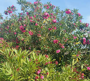 Oleander - Bäume