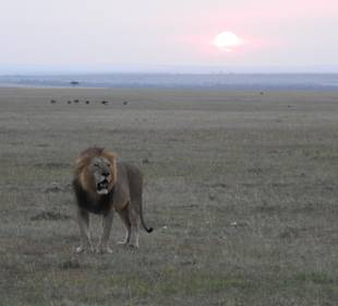 Abendstimmung in der Mara