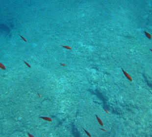 Šnorchlování v oblasti Kalithea