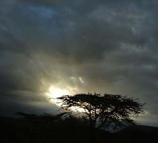 Abendstimmung in der Masai Mara