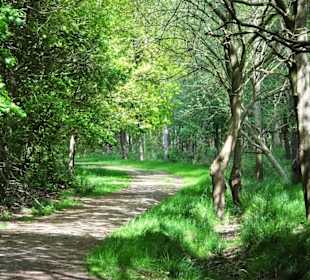 Wege durch den Stadtwald Oldenburg