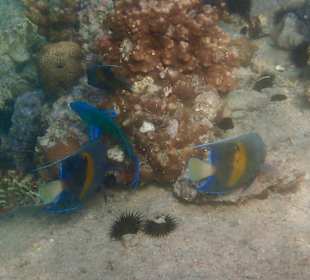 Unterwasserwelt Musandam