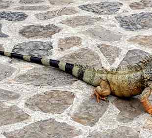 Platz der Leguane
