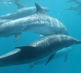 Delfinschwimmen El Quseir