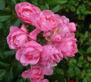 Eindrücke aus dem herbstlichen Rosengarten