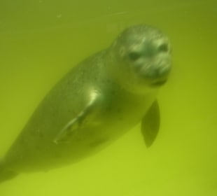 Seehundaufzuchtstation Norden