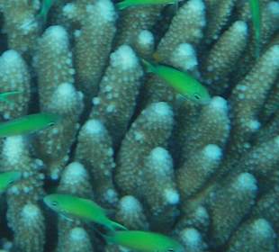 Koralle mit grünen Fischen