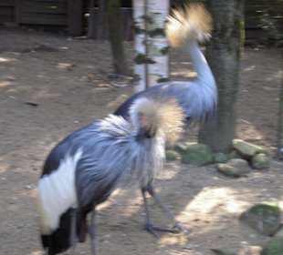 Vögel im Freigehege