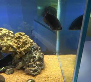 National Aquarium Malta