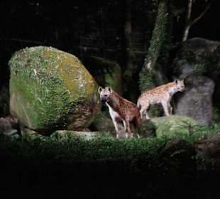 Night Safari