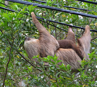 Faultiermama und Baby