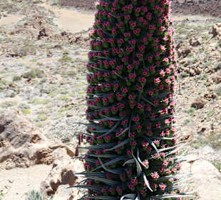 Parque Nacional del Teide